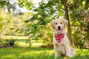 Santa Hat and Trees Christmas Reversible Dog Bandana by Dog Bandana Co., product view 3