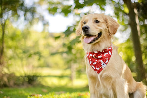 Santa Hat and Trees Christmas Reversible Dog Bandana by Dog Bandana Co., product view 4