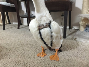 Hen Holster Duck Diaper Goose Diaper Removable Liners