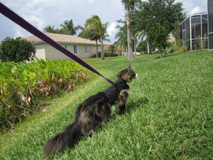 Kitty Holster Cat Harness (Made in USA)