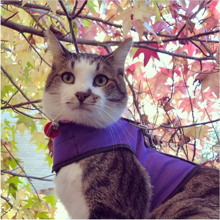 Kitty Holster Cat Harness (Made in USA)