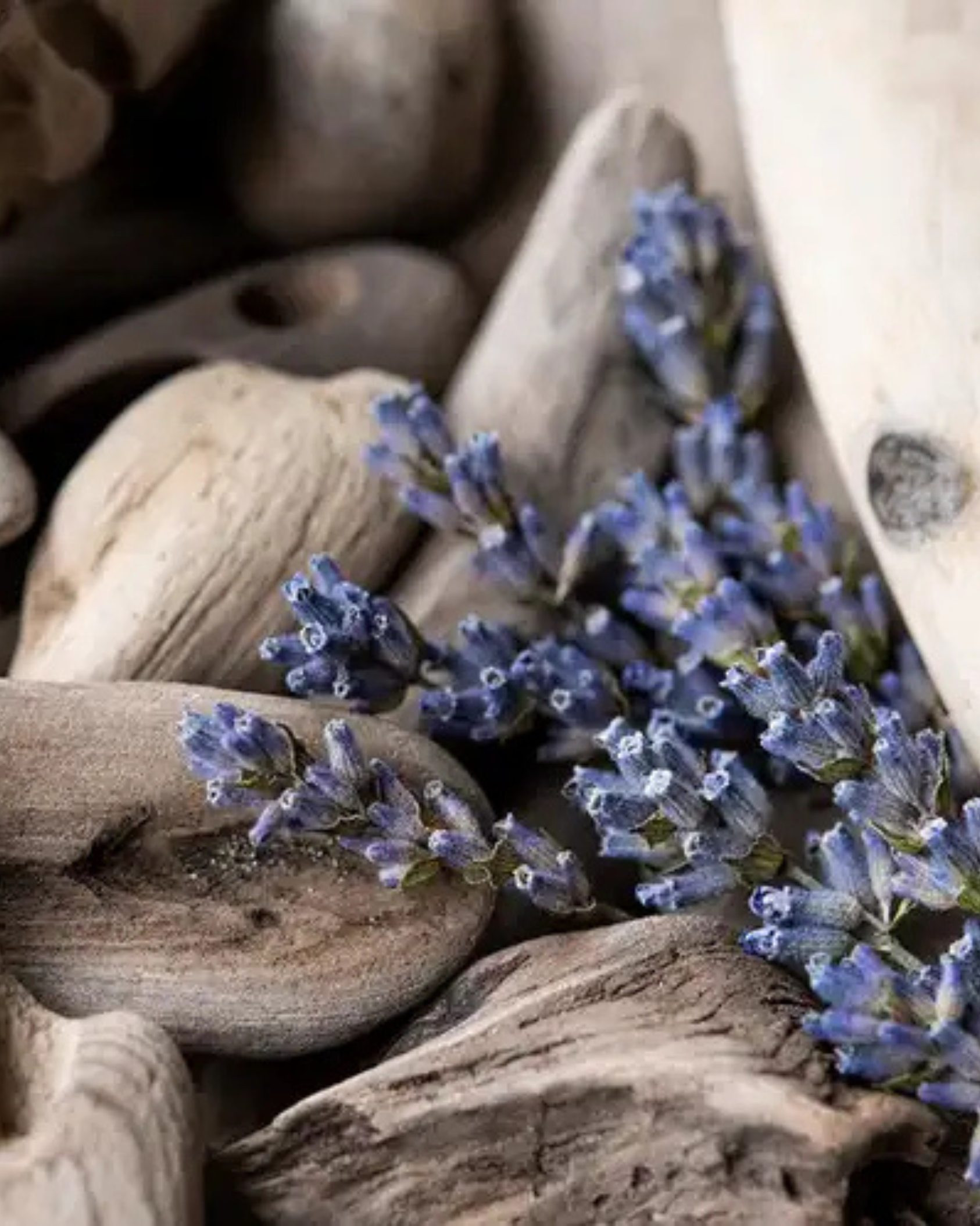 Midnight Surf | Coastal Lavender · Sea Washed Woods