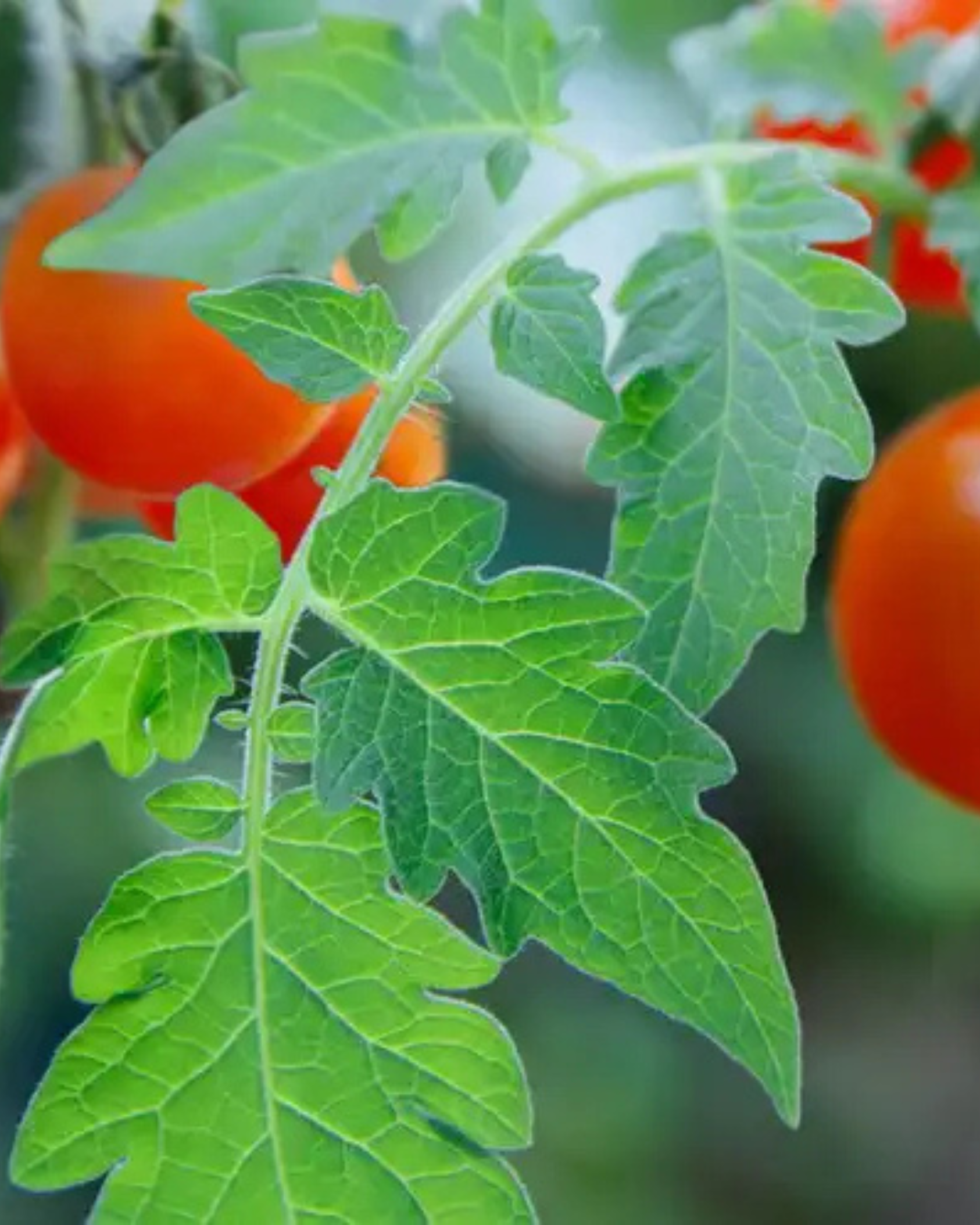Tomato Leaf | Fresh Green Garden