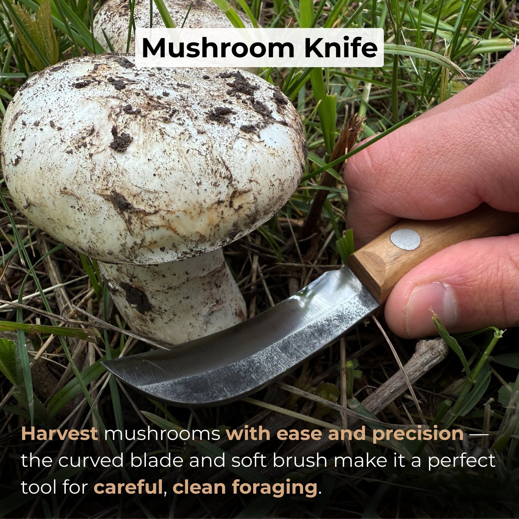 Mushroom Knife for Forest Walks, 6.5 cm (2.56 inches)