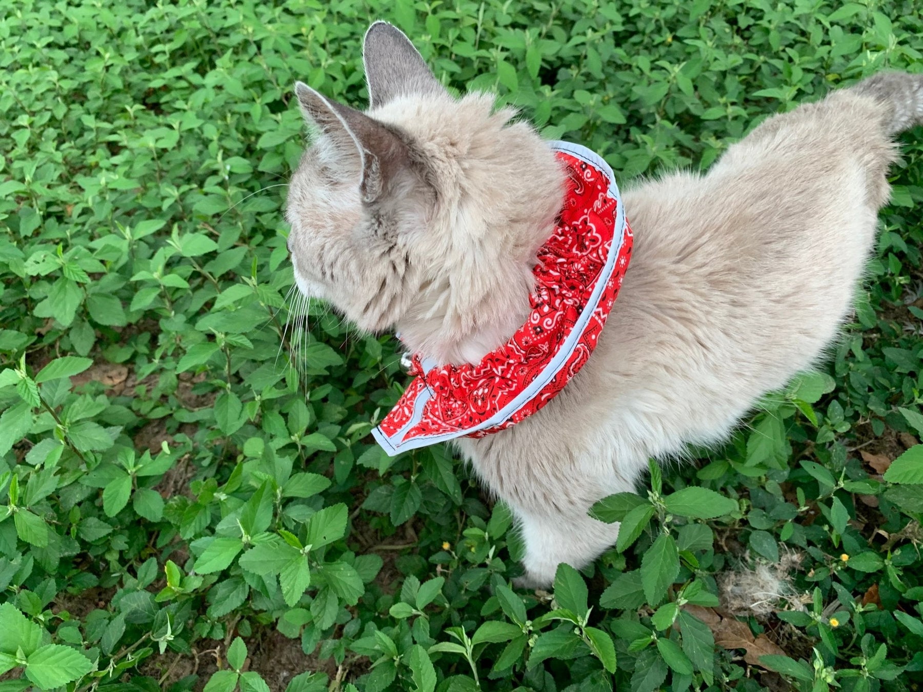 Prey Saver Cat Collar