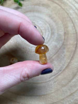 Sunshine Amethyst Mushroom